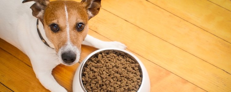 Si los perros no llevan una alimentación adecuada pueden padecer problemas de estreñimiento