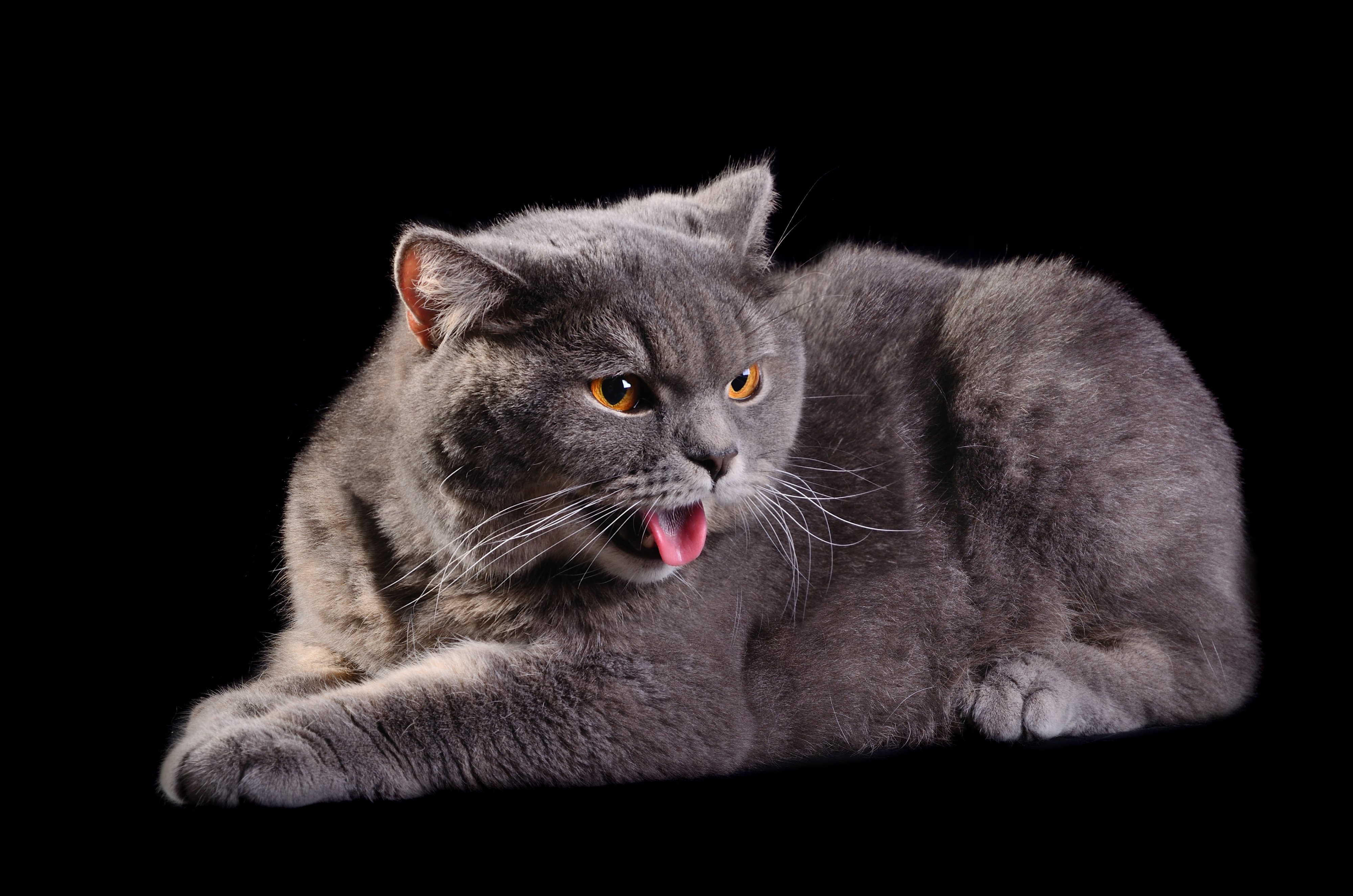 Hay pequeños trucos que pueden evitar el estreñimiento en los gatos