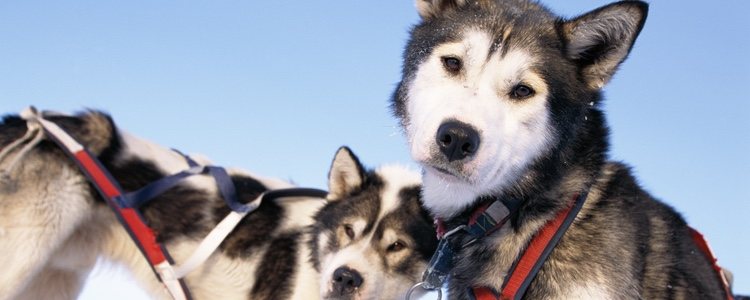 El perro de Groenlandia aguanta temperaturas muy frías