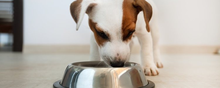 Entre las causas más comunes de que el perro no coma pienso se encuentra el cambio de dieta