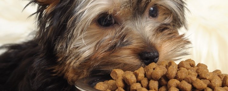 Nunca se debe dar sobras al perro, ya que existen alimentos perjudiciales que ponen en riesgo su salud