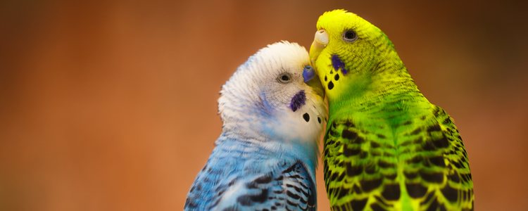 Los periquitos prefiere vivir en pareja 