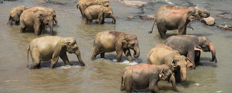Las manadas de elefantes son hembras y crías y los machos van separados