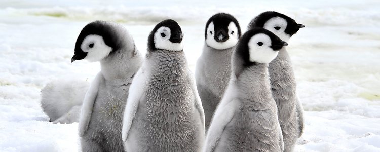 Los pingüinos se persiguen en manada cuando uno toma la inciativa
