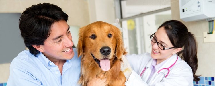 Conocer los síntomas del virus nos ayudará a detectar esta enfermedad en los perros y ponerle remedio cuanto antes