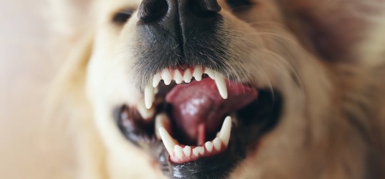 Los perros tienen un total de veintiocho dientes