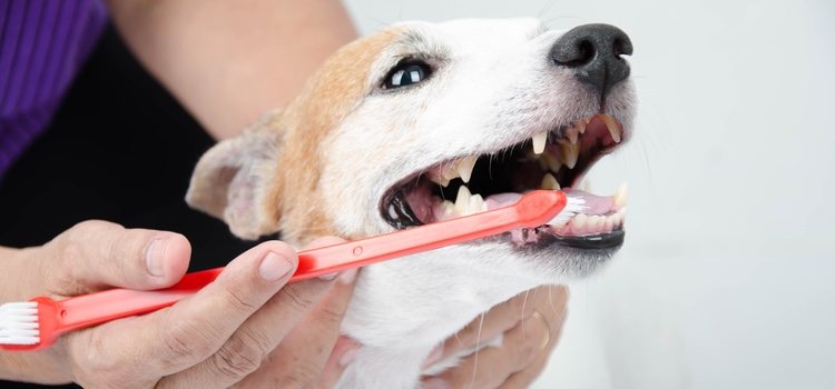 No te olvides de cuidar la dentadura definitiva de nuestra mascota