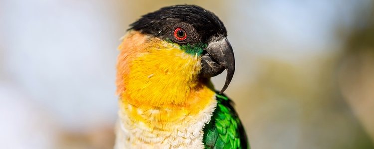 A diferencia de otras aves, tanto el macho como la hembra del caique de cabeza negra tienen el mismo aspecto y por tanto, sus plumas no les distinguen