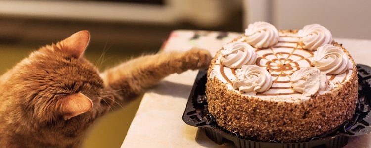 Esta tarta conquistará el corazón de tu felino nada más olerla