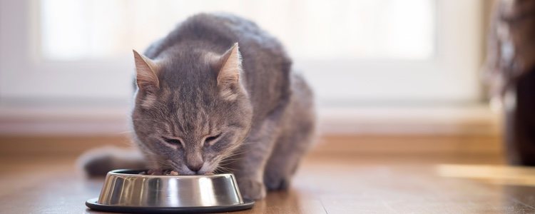 Aprende cuales son los mejores alimentos para tus felinos y cuales les gustan más