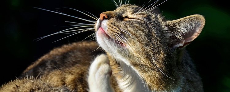 El síntoma más evidente que muestra si tu gato tiene pulgas es que no para de rascarse