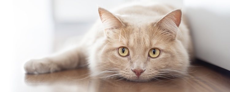 Si tu gato está decaído o cansado también puede que tenga pulgas