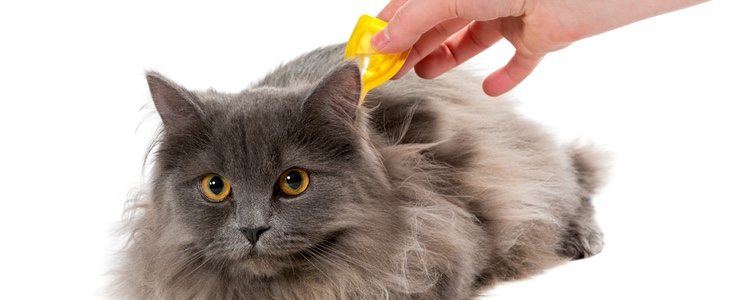 Existen pipetas y collares antiparásitos que ayudarán a que tu gato no tenga pulgas