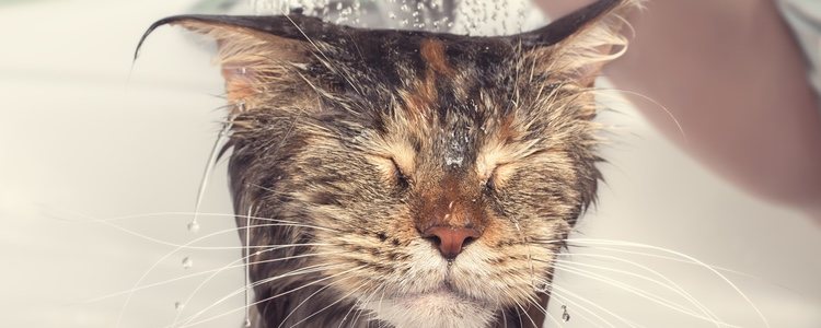 Aunque los gatos son muy limpios, es recomendable lavarles con un champú especial cuando tengan pulgas
