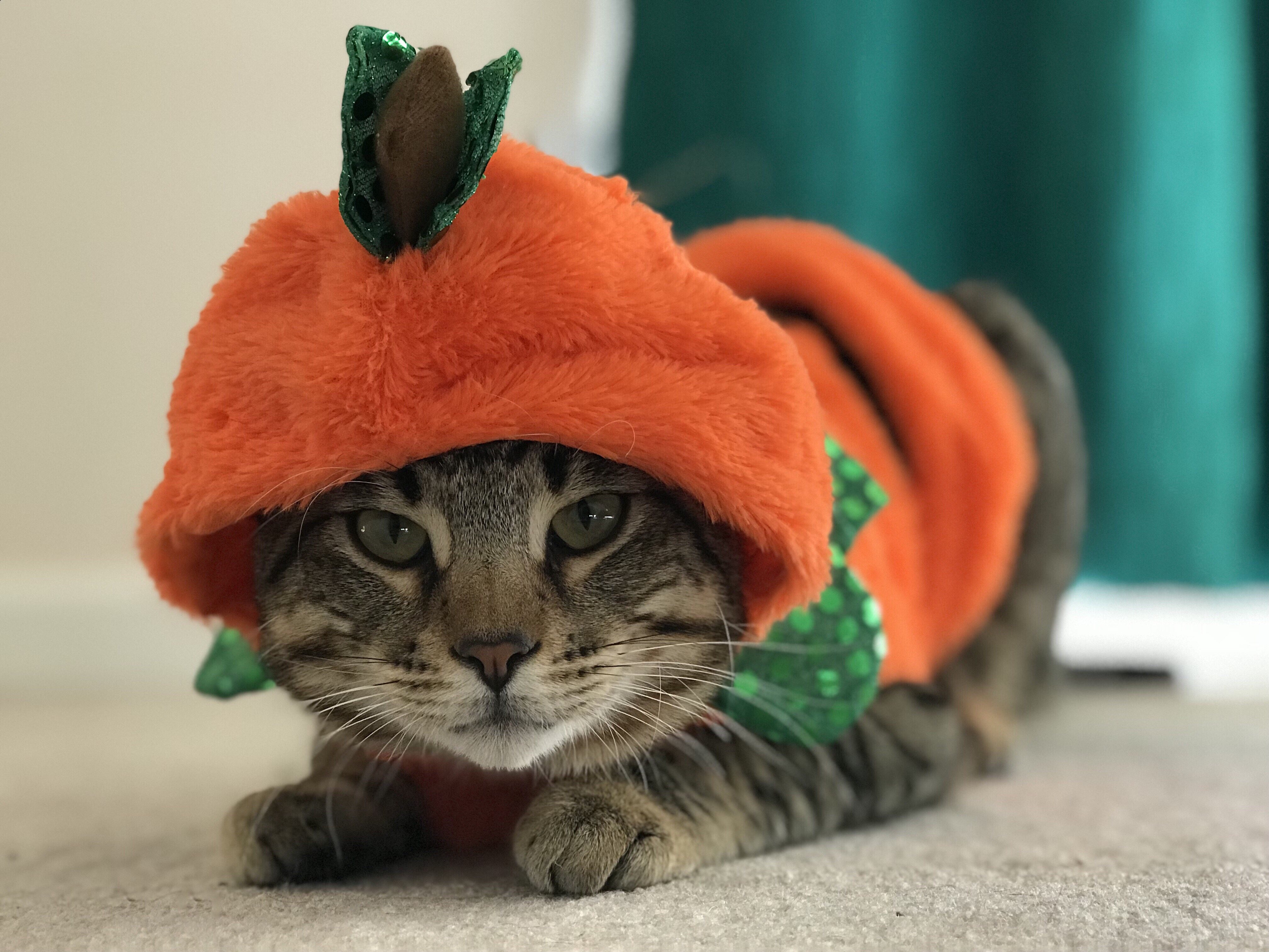 Los gatos también se pueden disfrazar en Halloween