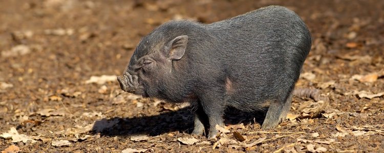Los cerdos vietmanitas no necesitan cuidados muy específicos en su día a día