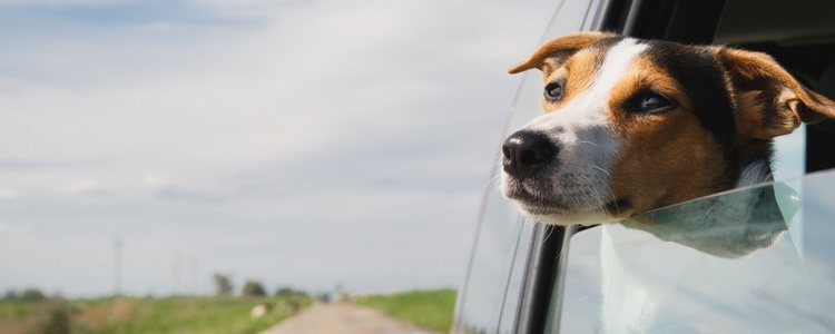 En Nueva Zelanda los perros pueden acudir a una escuela para conducir