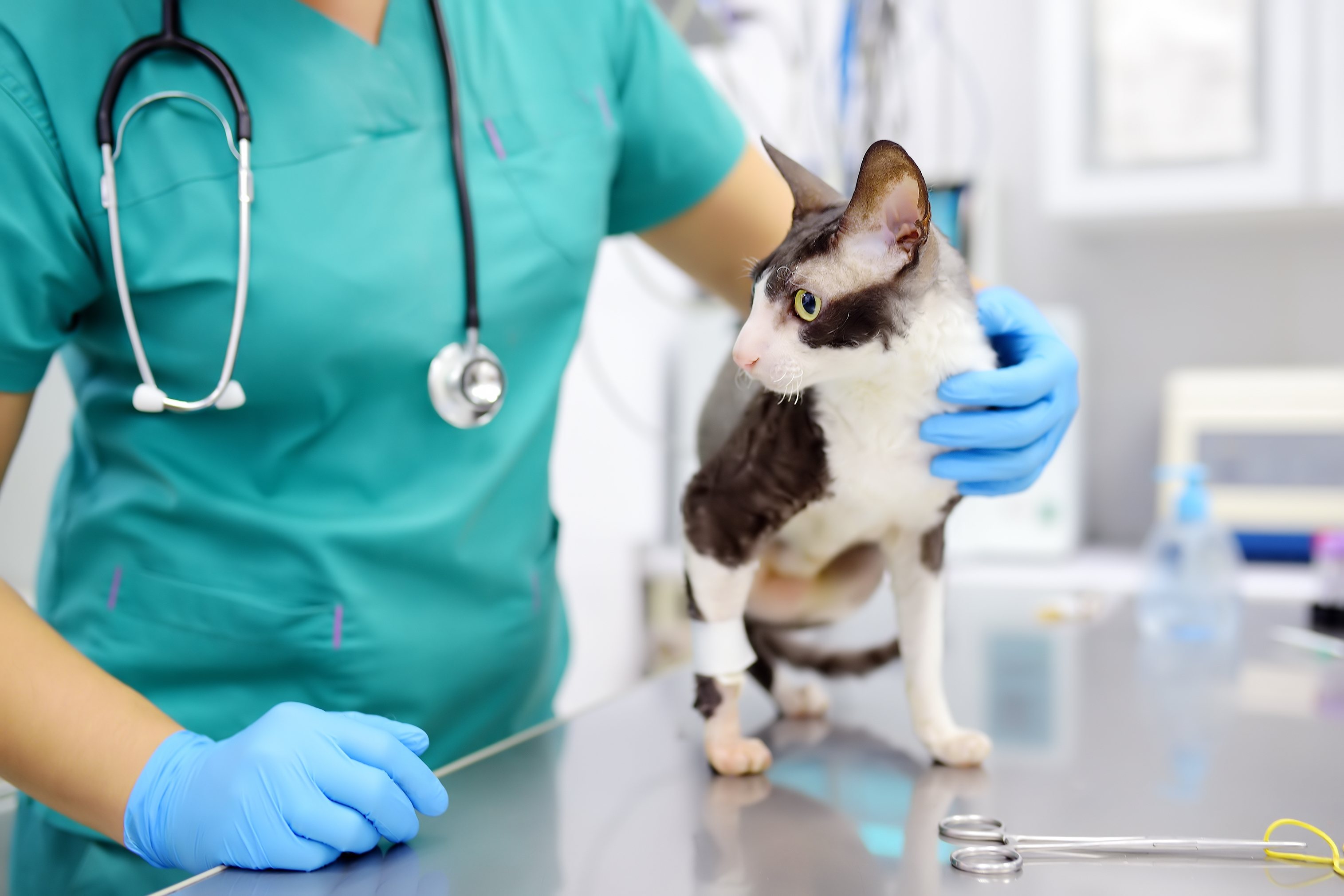 El tratamiento de quimioterapia puede tener mucho éxito en tu mascota