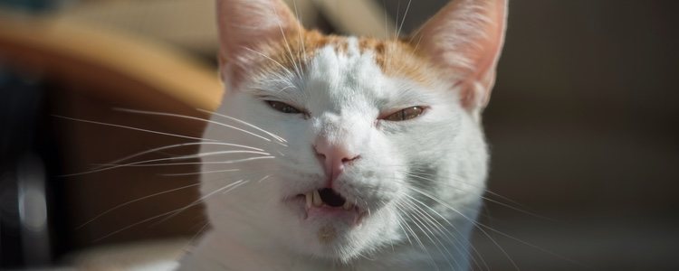  Кошачий иммунодефицит часто встречается у бездомных кошек или кошек, которые проводят много времени на открытом воздухе.