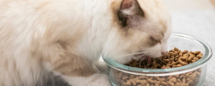 Пищевая аллергия также может вызвать чихание у кошки.