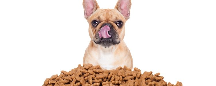 Es primordial para la salud de nuestro canino no alimentarlo con nuestra comida