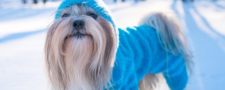 Los perros te agradecerán que les pongas ropa de abrigo en los días más fríos