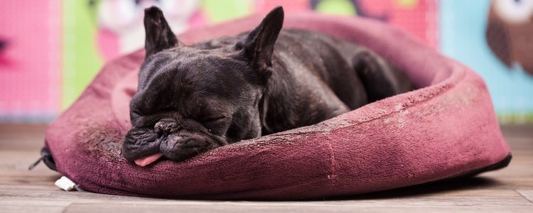 Alargar la vida de tu perro puede depender de su descanso diario