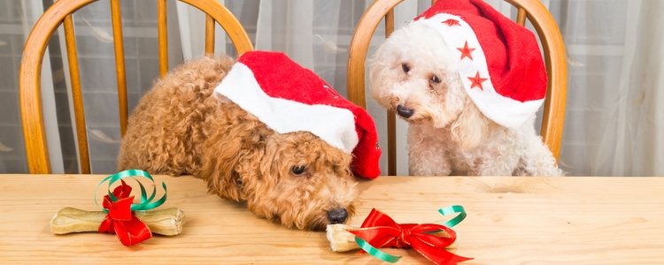 Comparte con tu perro un dulce de Navidad que no perjudique su salud