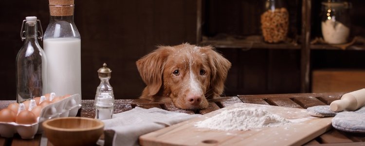 Miguitas Repostería Canina hacen dulces a mano y supervisados por veterinarios