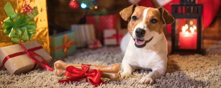 Los dulces de Navidad para perros harán feliz a tu mascota en esta época del año