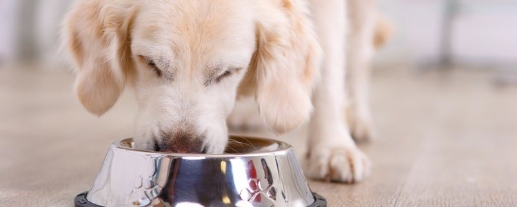 Hay estar concienciado de la buena alimentación que tu mascota necesita por su salud
