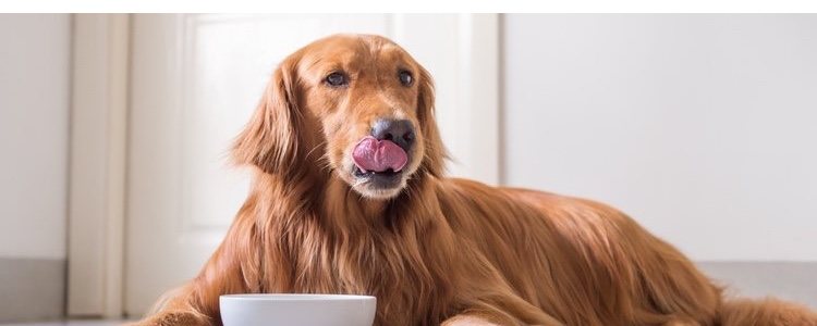 El apetito es una señal inequívoca de que un perro está sano