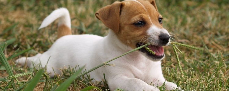Si cuando come hierba vomita, lleva a tu mascota al veterinario