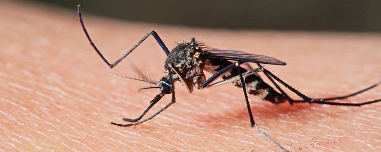 Esta es una enfermedad parasitaria causada por la picadura del mosquito Culex