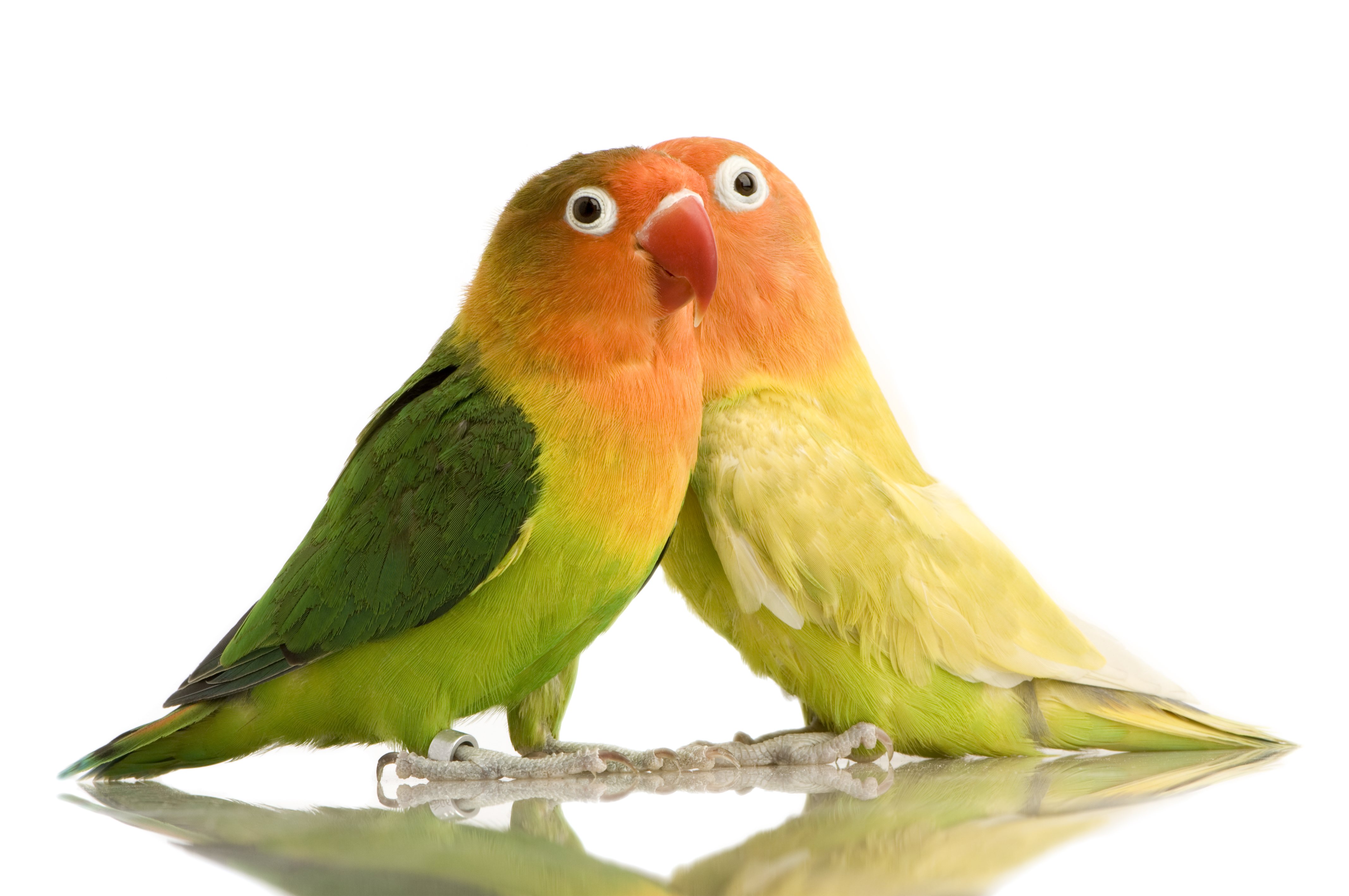 Lovebirds are very beautiful birds that require a lot of care.