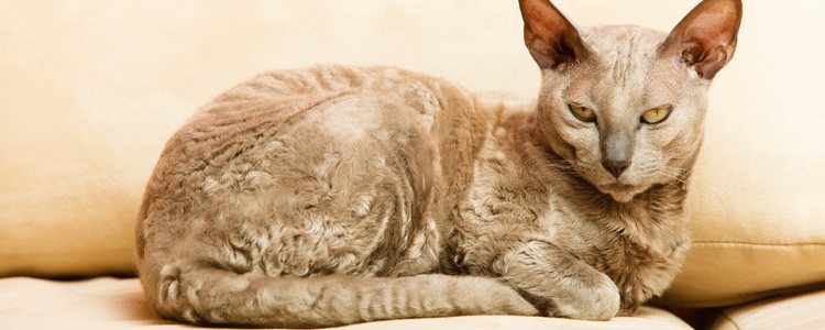 El Gato Mau egipcio puede llegar a vivir 15 años