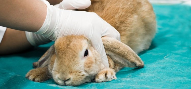 Hay múltiples soluciones para los casos de pulgas en conejos