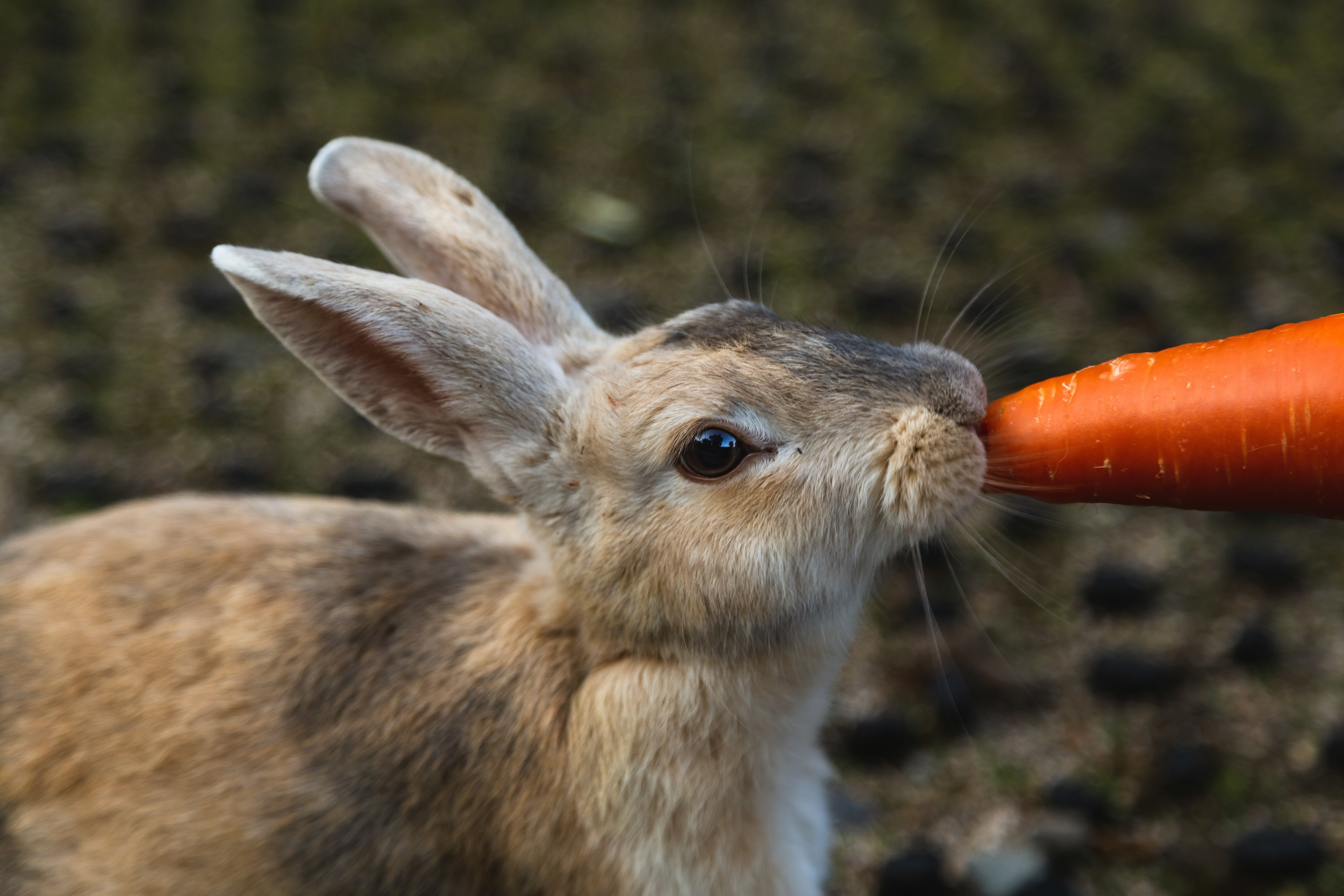La raza de conejo también influye en la alimentación