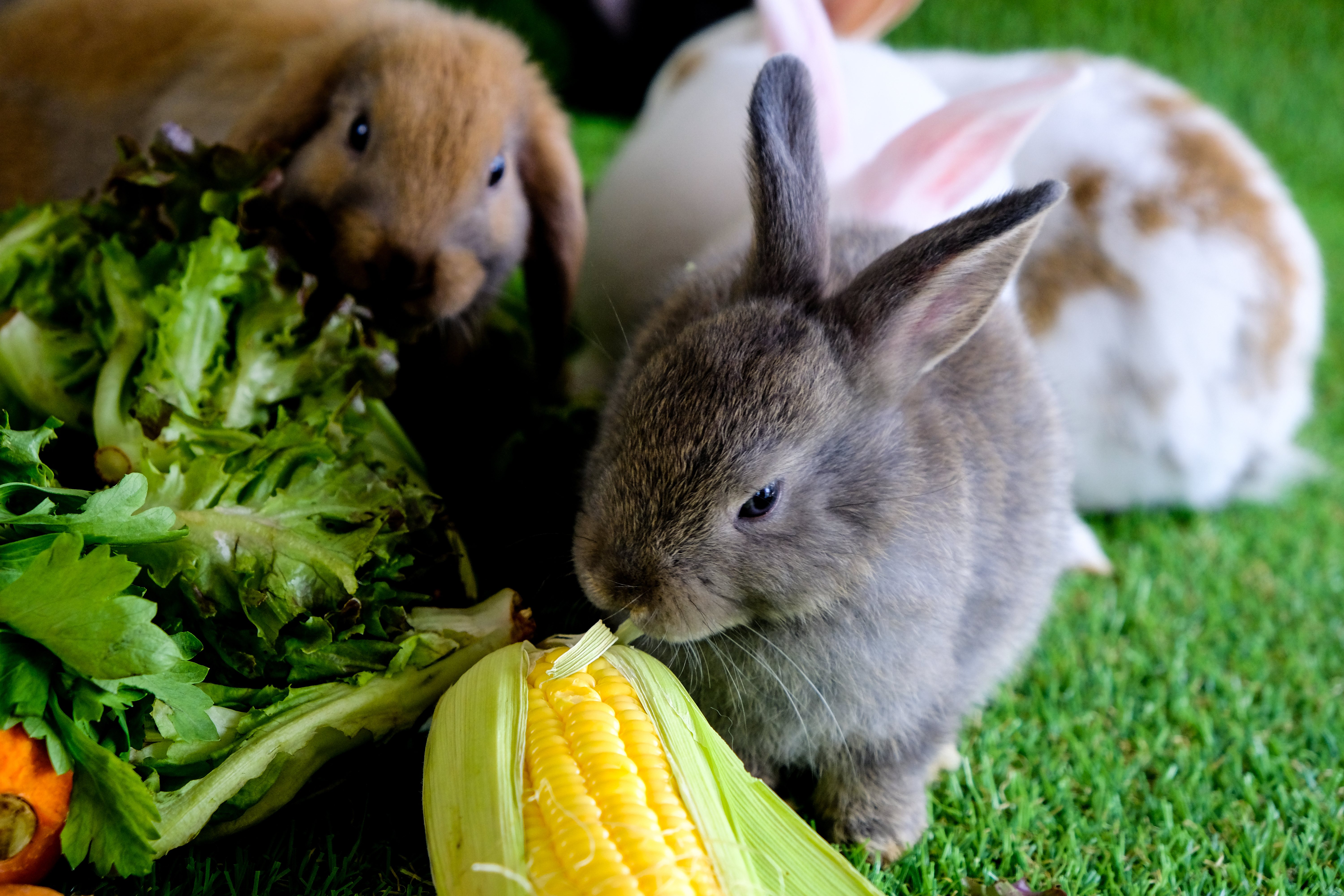 Hay verduras que los conejos deben comer pero con moderación