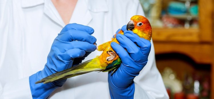 Checking feathers is an ideal way to detect these diseases.