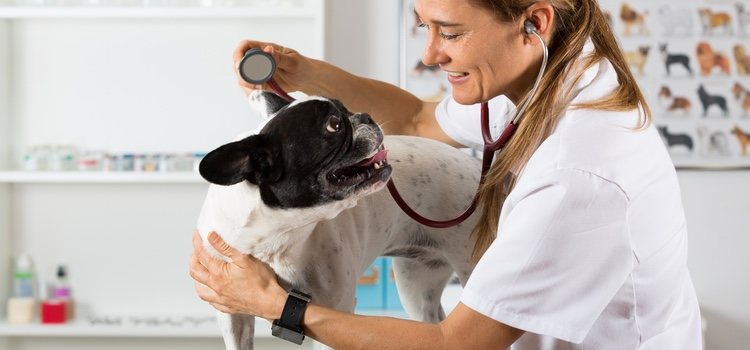 Ante sospechas de enteritis, lo mejor es acudir al veterinario