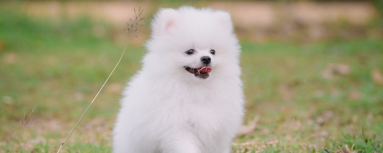 Los perros de pelaje blanco son más difíciles de mantener con un aspecto limpio
