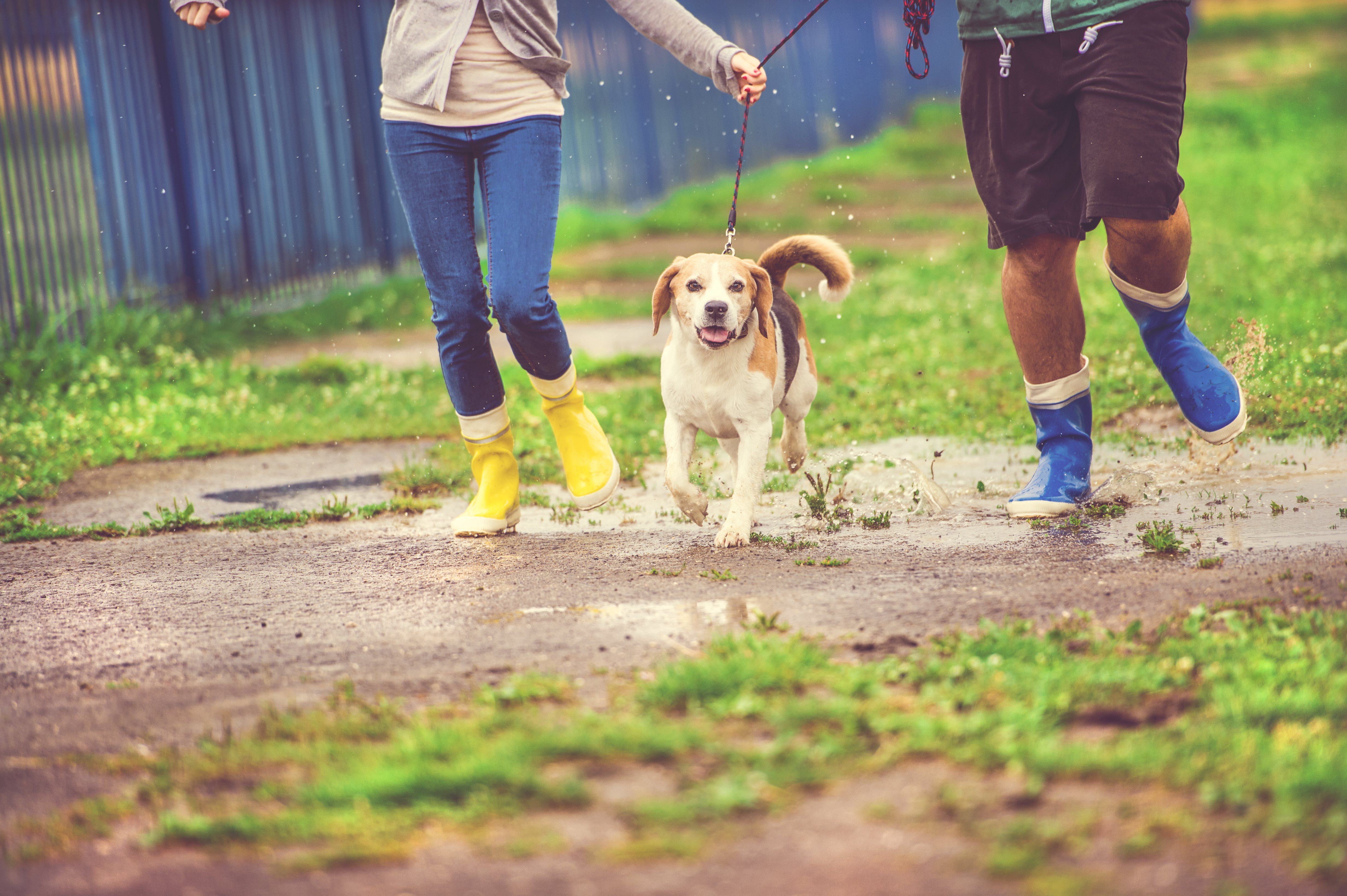 Lo ideal es sacar a pasear a tu mascota al menos cuatro veces al día