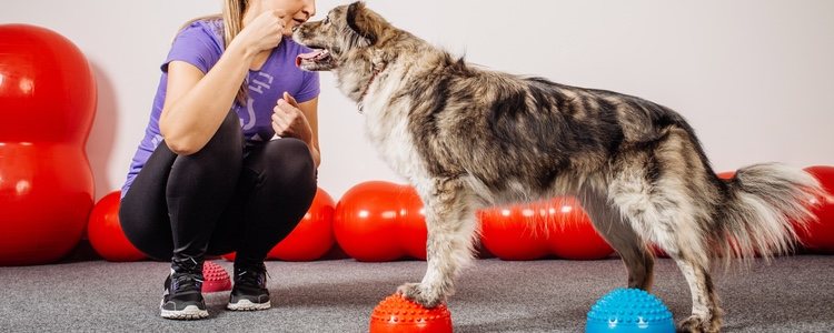 Agility, un ejercicio con obstáculos que el perro debe realizar y superar