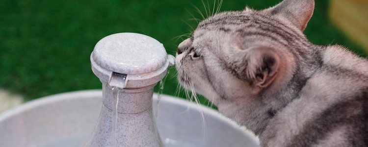 Los gatos prefieren beber agua que se encuentre en movimiento