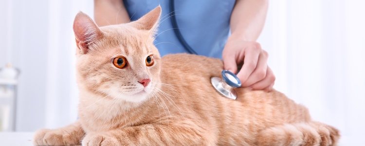 El tratamiento de rutina contra los parásitos intestinales en gatos se consigue administrando antiparasitarios