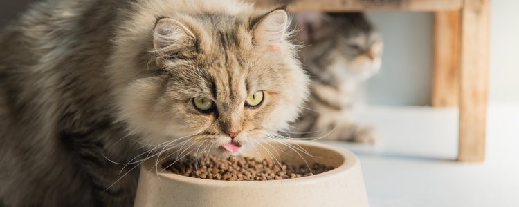 Lo gatos persa son sedentarios y hay que vigilar lo que comen