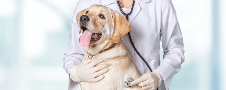Conviene realizar revisiones veterinarias anuales en perros con vitíligo