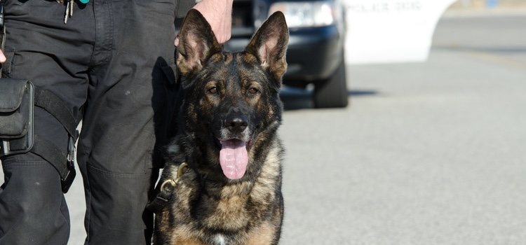Los perros policía usan el olfato para ayudar en las labores de seguridad
