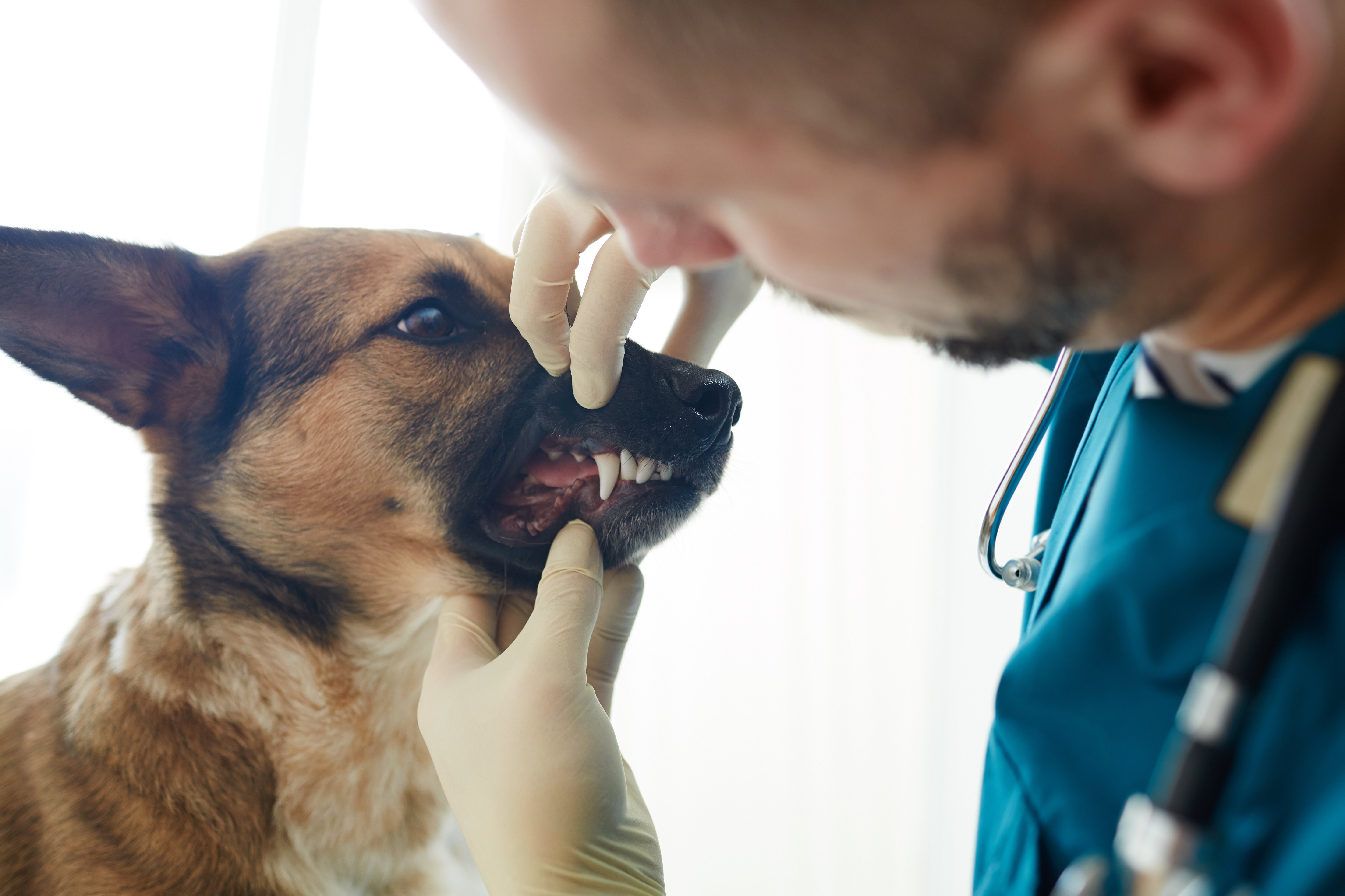 Si el sarro se agrava se puede realizar una limpieza bucal en el veterinario